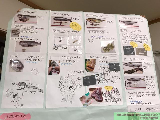 自由研究 小学3年生 魚は何を食べてるの 魚の歯の形と食べ物の